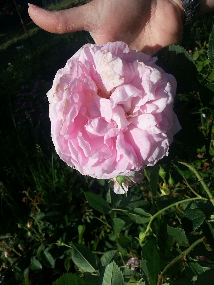 juno photo 20130525_084731_zpsfc9d77bf.jpg